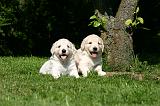 GOLDEN RETRIEVER 1068